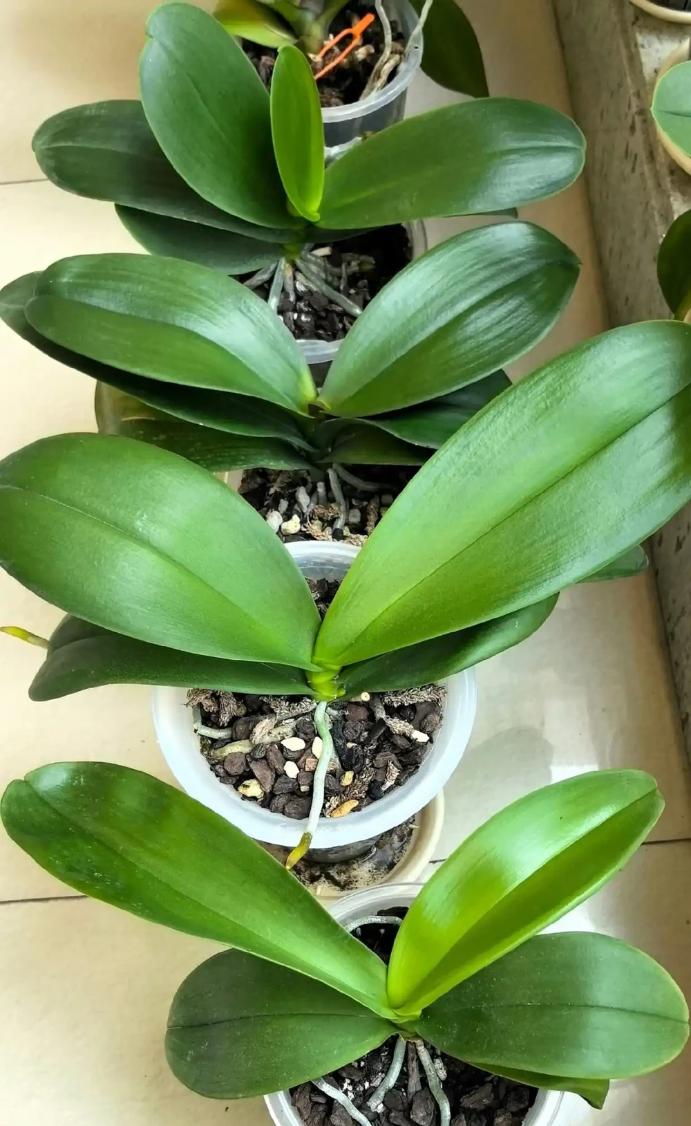 我家蝴蝶蘭年年爆花,全靠秋天這幾招,分享給大家