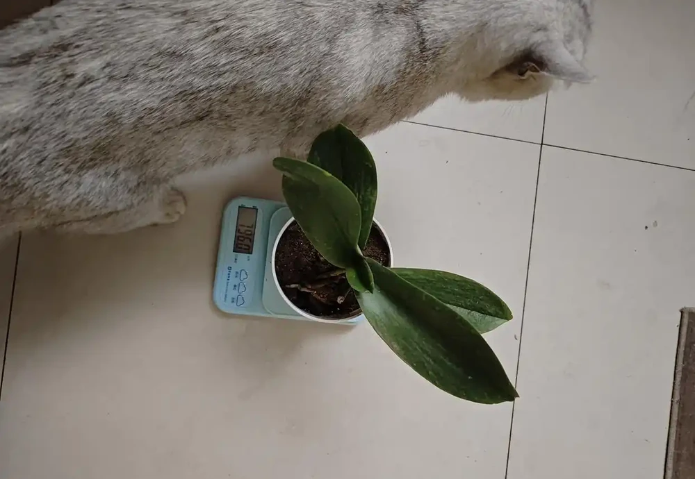 我家蝴蝶蘭年年爆花,全靠秋天這幾招,分享給大家