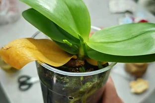 我家蝴蝶蘭年年爆花，全靠秋天這幾招，分享給大家