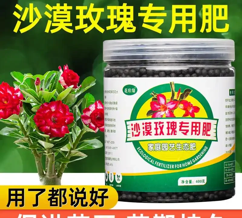 2026年玫瑰品種推薦，養護秘訣全在這