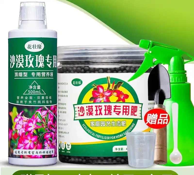 2026年玫瑰品種推薦，養護秘訣全在這