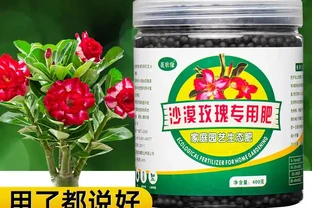 2026年玫瑰品種推薦，養護秘訣全在這