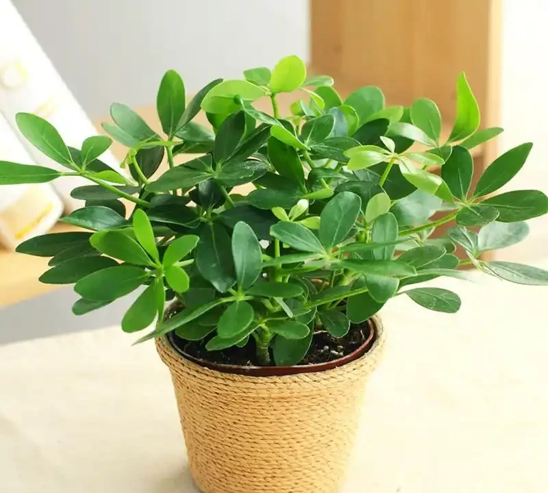 鴨腳木也叫鵝掌藤!放在客廳吸甲醛,但這種澆水方式會致命