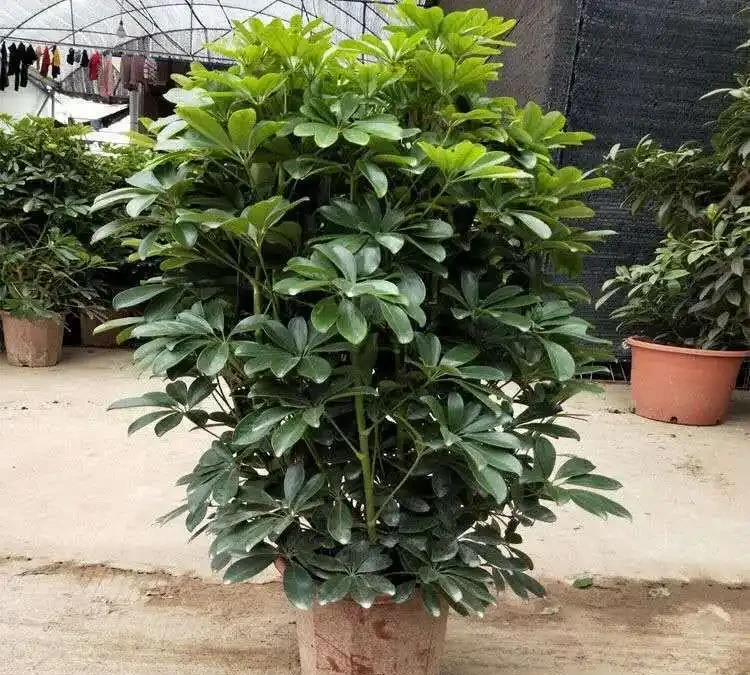 鴨腳木也叫鵝掌藤!放在客廳吸甲醛,但這種澆水方式會致命