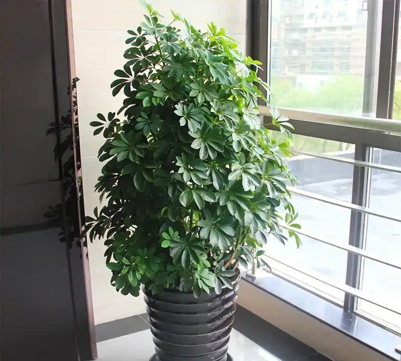 鴨腳木也叫鵝掌藤!放在客廳吸甲醛,但這種澆水方式會致命