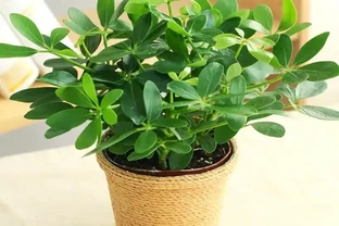 鴨腳木也叫鵝掌藤！放在客廳吸甲醛，但這種澆水方式會致命