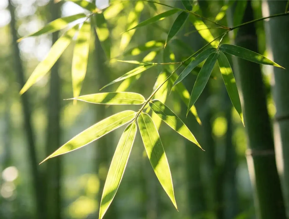 家裡一定要養的「招財花」！這6種擺上，財運主動找上門！