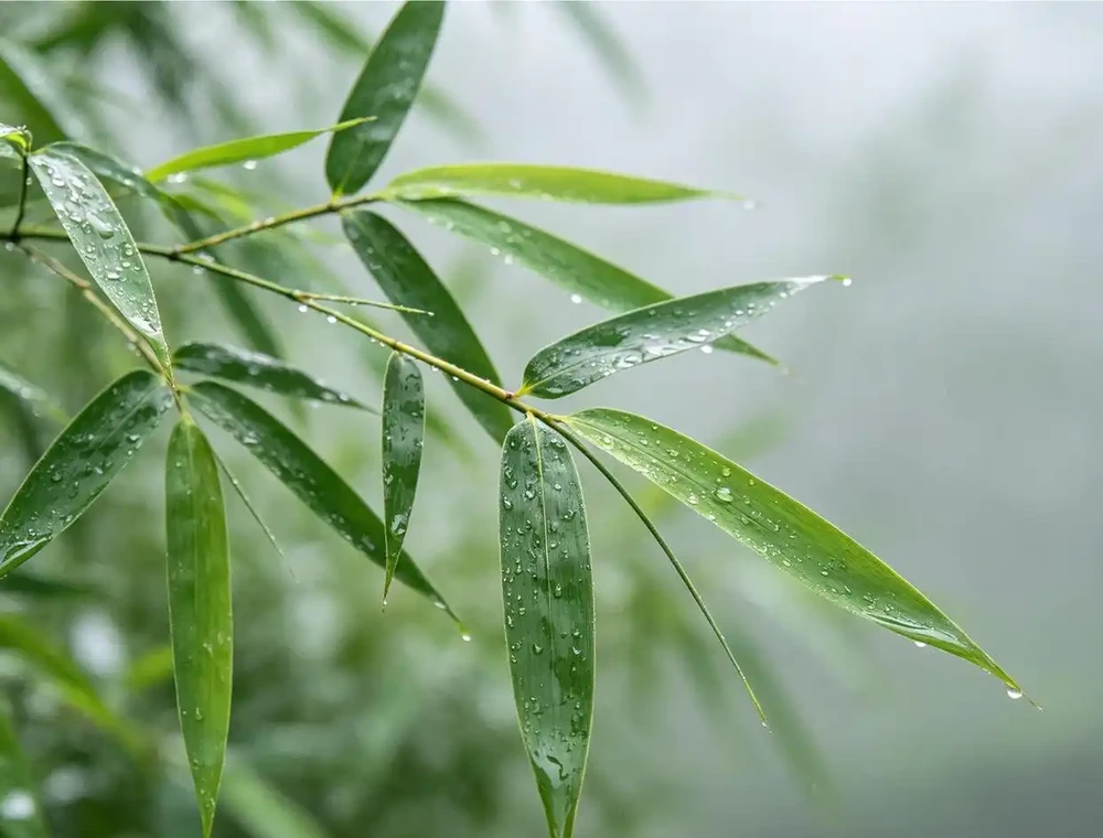 家裡一定要養的「招財花」！這6種擺上，財運主動找上門！