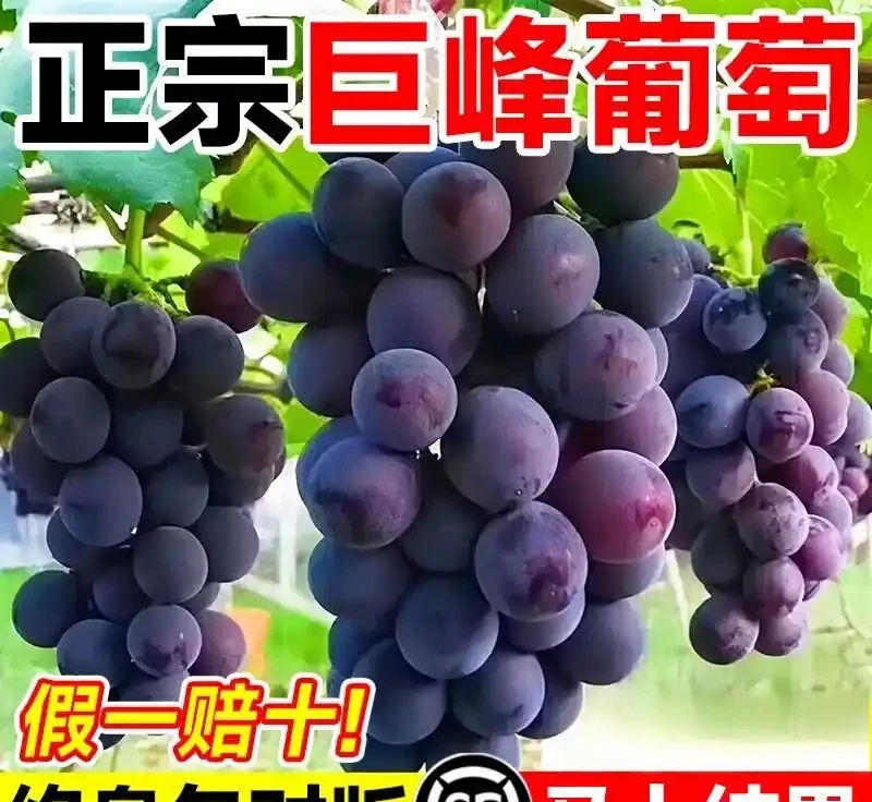 養花三年真心推薦,這些玫瑰色系植物讓庭院美翻了