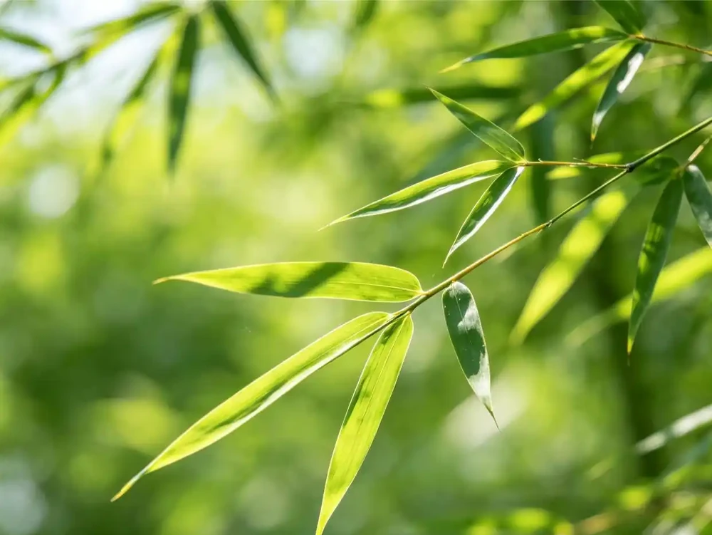 家裡一定要養的「招財花」！這6種擺上，財運主動找上門！