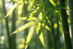家裡一定要養的「招財花」！這6種擺上，財運主動找上門！