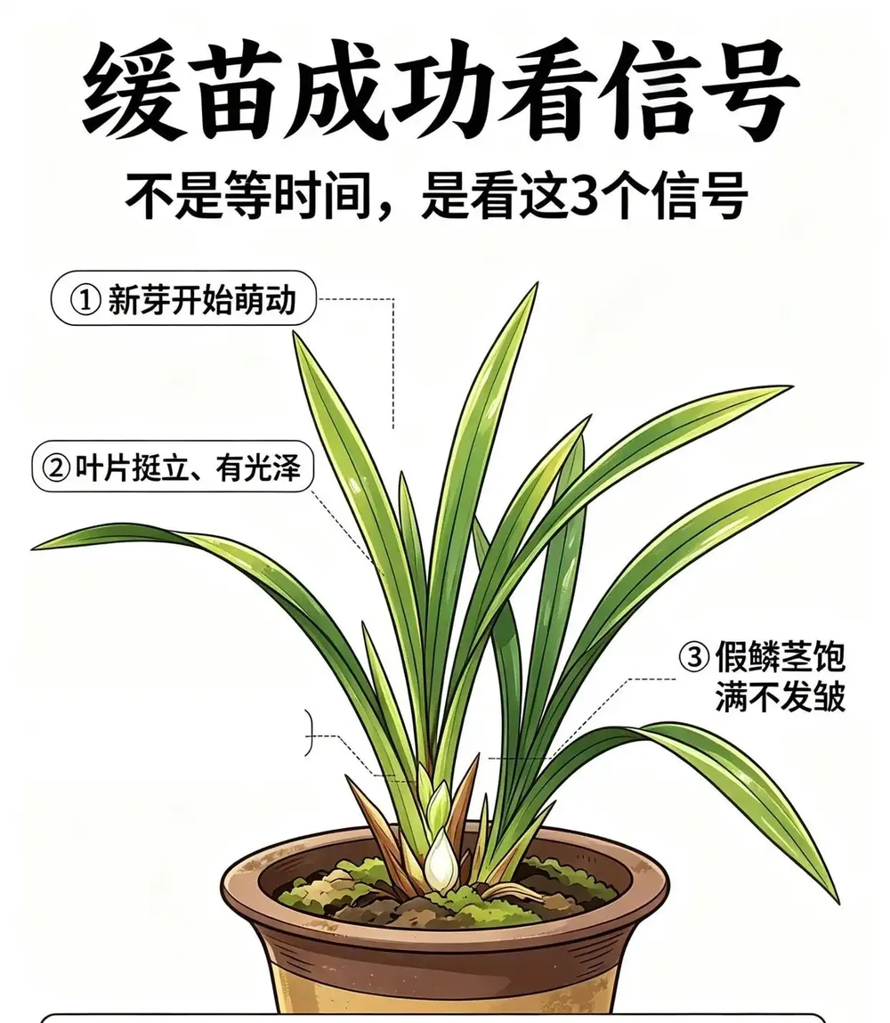 蘭花翻盆後葉子發黃?馴化復原期這 6 件事做對,穩穩活