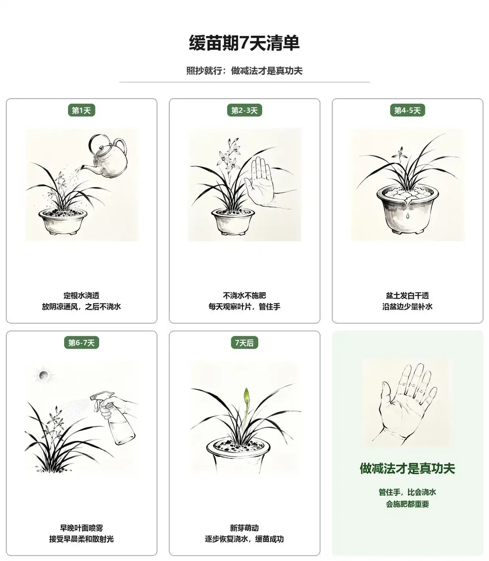 蘭花翻盆後葉子發黃?馴化復原期這 6 件事做對,穩穩活