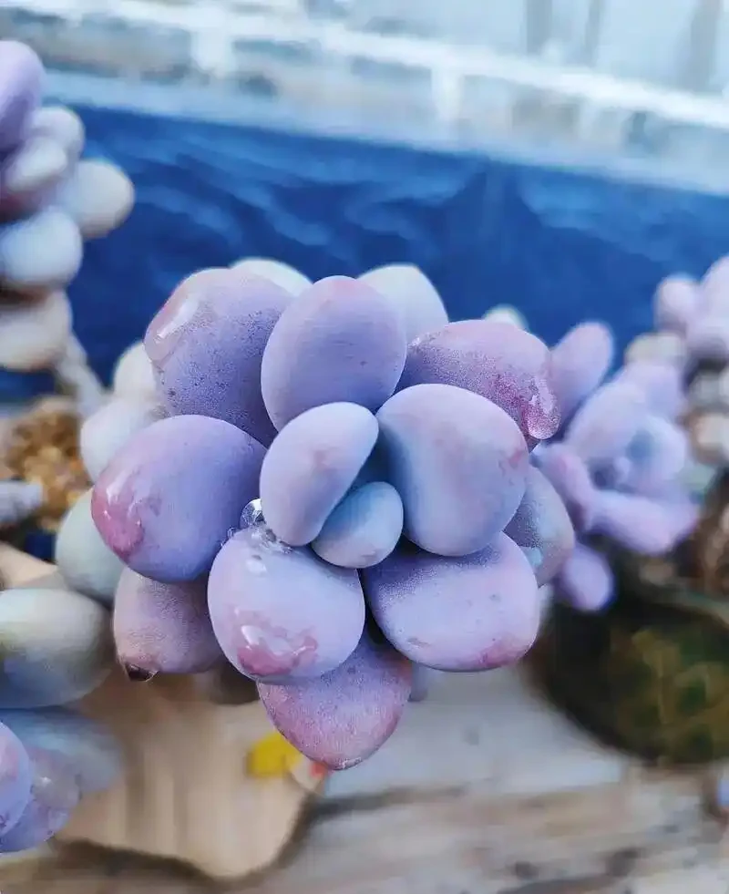 砍頭怕什麼!多肉「砍頭繁殖」全套教程,越砍越爆側芽,一盆變多盆