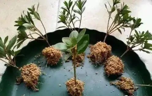 逆天插枝技巧！學會這5招，隨便掐根枝葉，月月滿盆、一盆變幾十盆