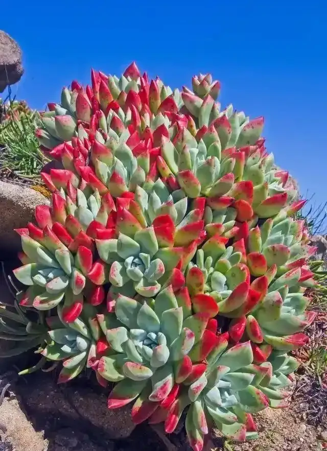 砍頭怕什麼!多肉「砍頭繁殖」全套教程,越砍越爆側芽,一盆變多盆