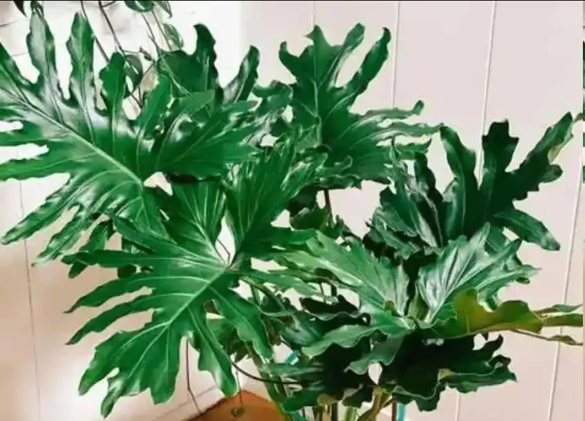龜背芋和羽裂蔓綠絨同是秋天的寵兒,施肥大不同