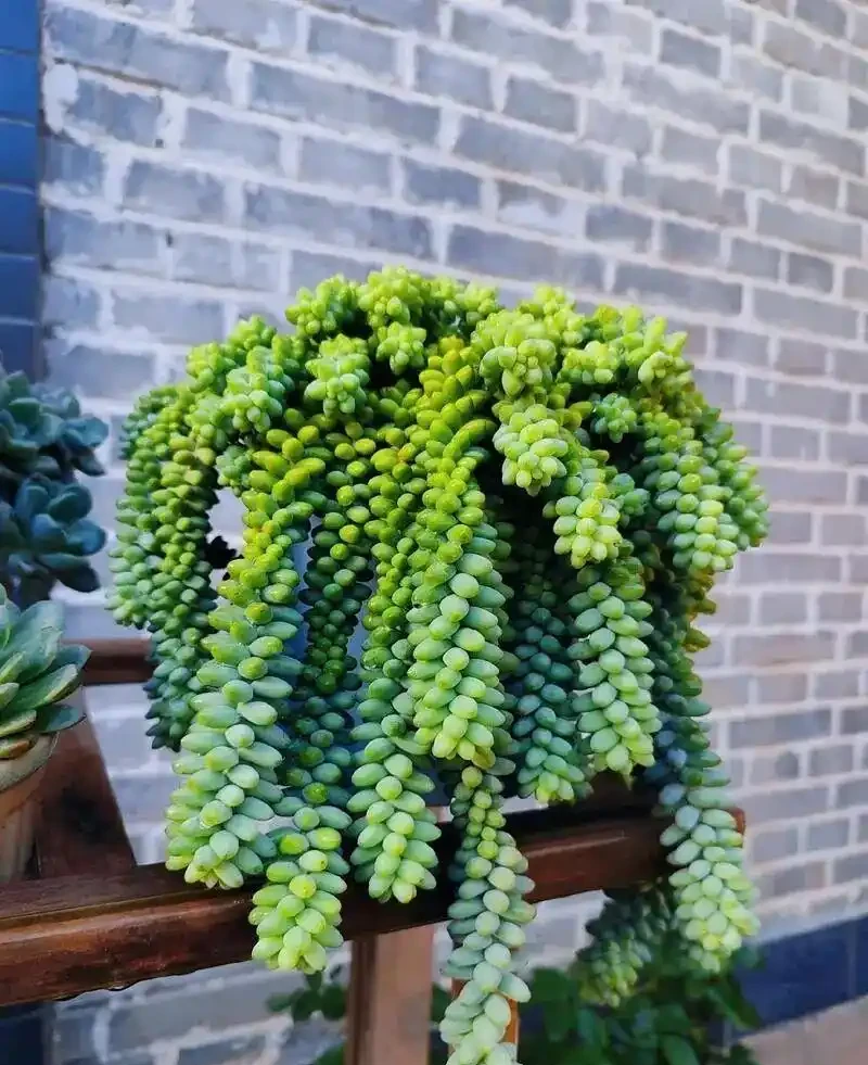 砍頭怕什麼!多肉「砍頭繁殖」全套教程,越砍越爆側芽,一盆變多盆