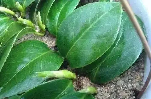 逆天插枝技巧！學會這5招，隨便掐根枝葉，月月滿盆、一盆變幾十盆