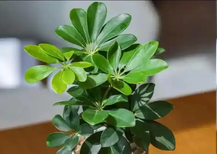 鴨腳木秋天插枝能不能活?做好這4步,插一盆活一盆