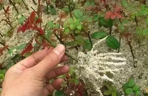 逆天插枝技巧！學會這5招，隨便掐根枝葉，月月滿盆、一盆變幾十盆