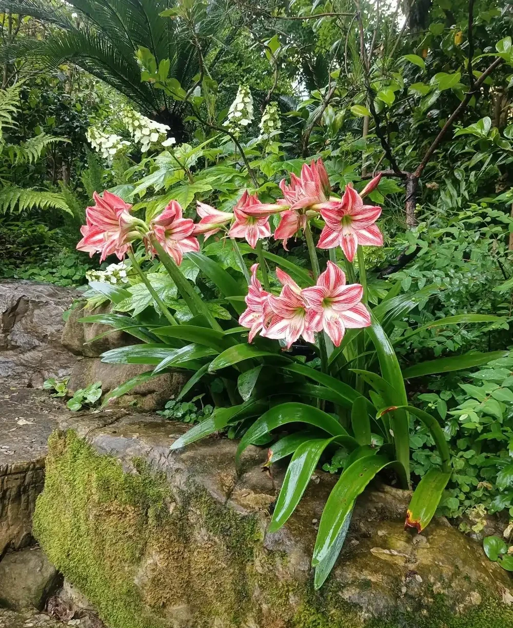 南方地植就選這9種！顏值天花板，隨便養都爆花，太治癒了