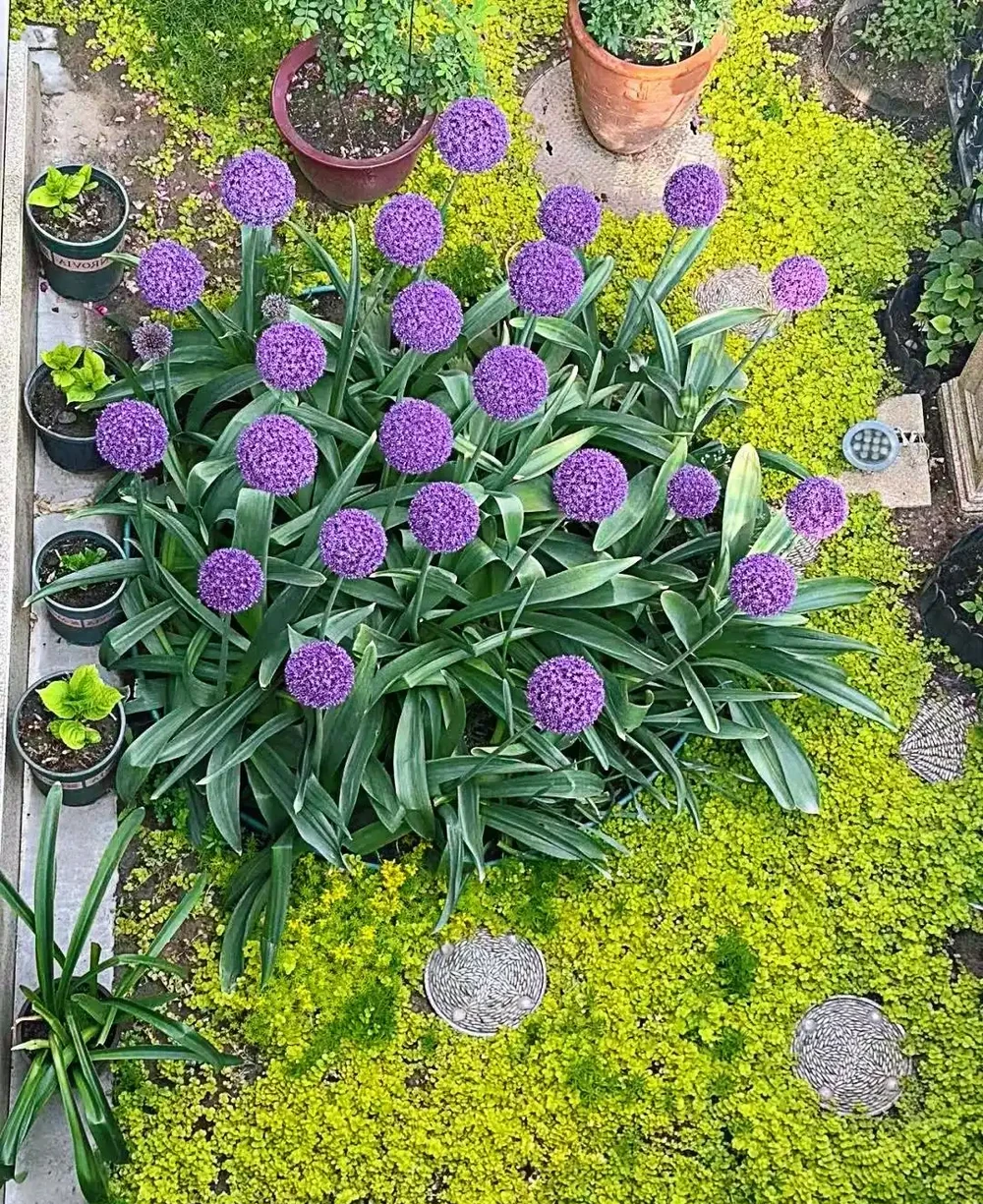 南方地植就選這9種！顏值天花板，隨便養都爆花，太治癒了