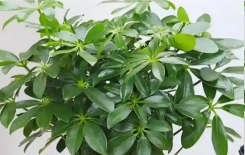 鴨腳木秋天插枝能不能活?做好這4步,插一盆活一盆