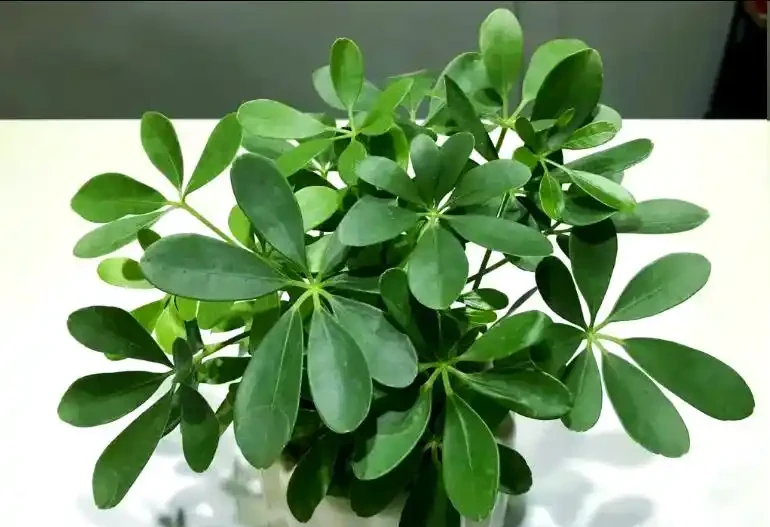 鴨腳木秋天插枝能不能活?做好這4步,插一盆活一盆