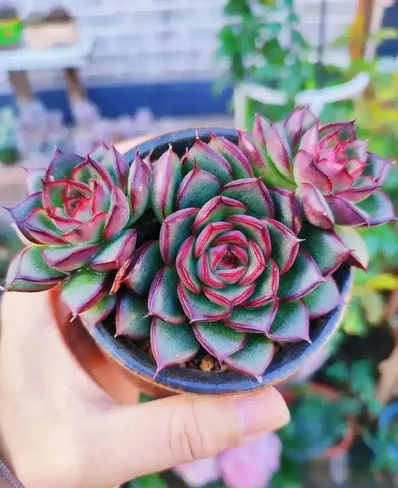 砍頭怕什麼!多肉「砍頭繁殖」全套教程,越砍越爆側芽,一盆變多盆