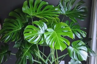 龜背芋和羽裂蔓綠絨同是秋天的寵兒，施肥大不同