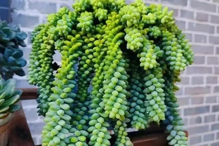 砍頭怕什麼！多肉「砍頭繁殖」全套教程，越砍越爆側芽，一盆變多盆