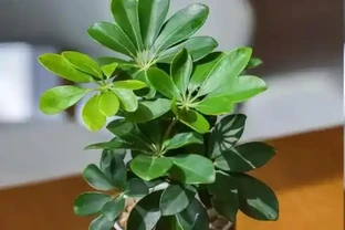 鴨腳木秋天插枝能不能活？做好這4步，插一盆活一盆
