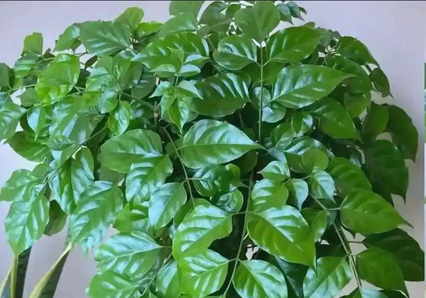 幸福樹9月分叢，按這5步做存活率高