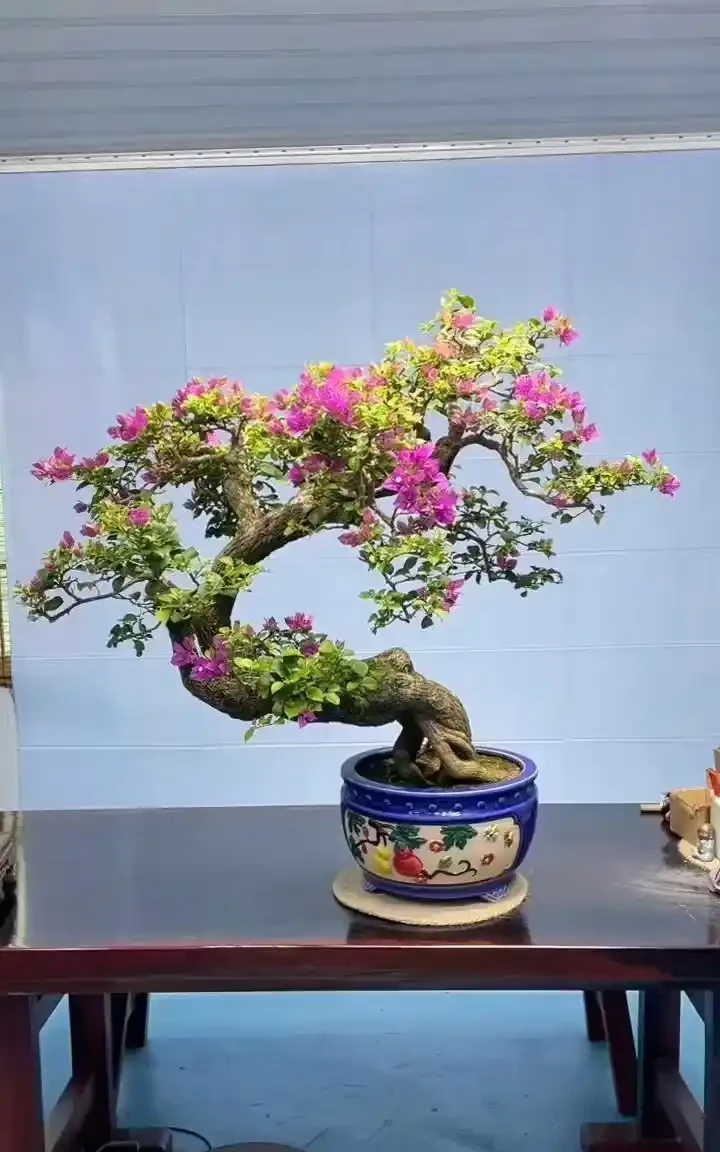 九重葛頂端葉子發黑枯萎,3個原因逐一排查,大部分都能救