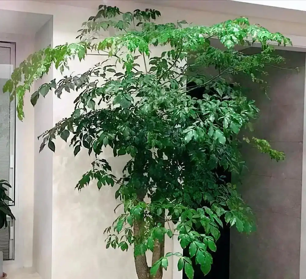 9成花友踩坑!富貴樹葉子發黃枯萎不用扔,3個細節救活,四季油綠滿盆