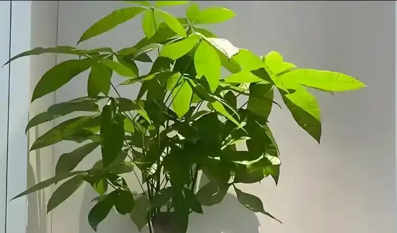 發財樹秋天施肥4步走,新葉冒得又綠又厚