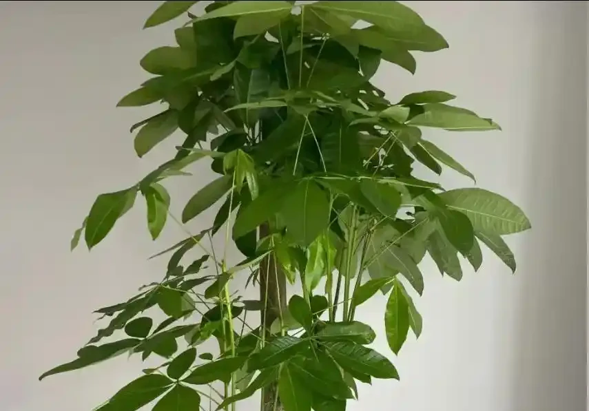 發財樹秋天施肥4步走,新葉冒得又綠又厚