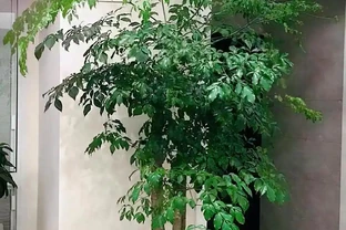 9成花友踩坑！富貴樹葉子發黃枯萎不用扔，3個細節救活，四季油綠滿盆