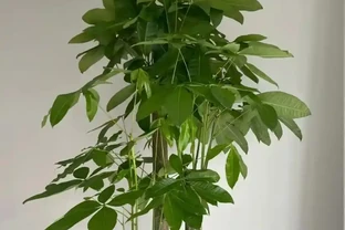 發財樹秋天施肥4步走，新葉冒得又綠又厚