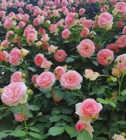 花瓶玫瑰快枯萎?別扔!教你一招起死回生,二次復開超驚豔