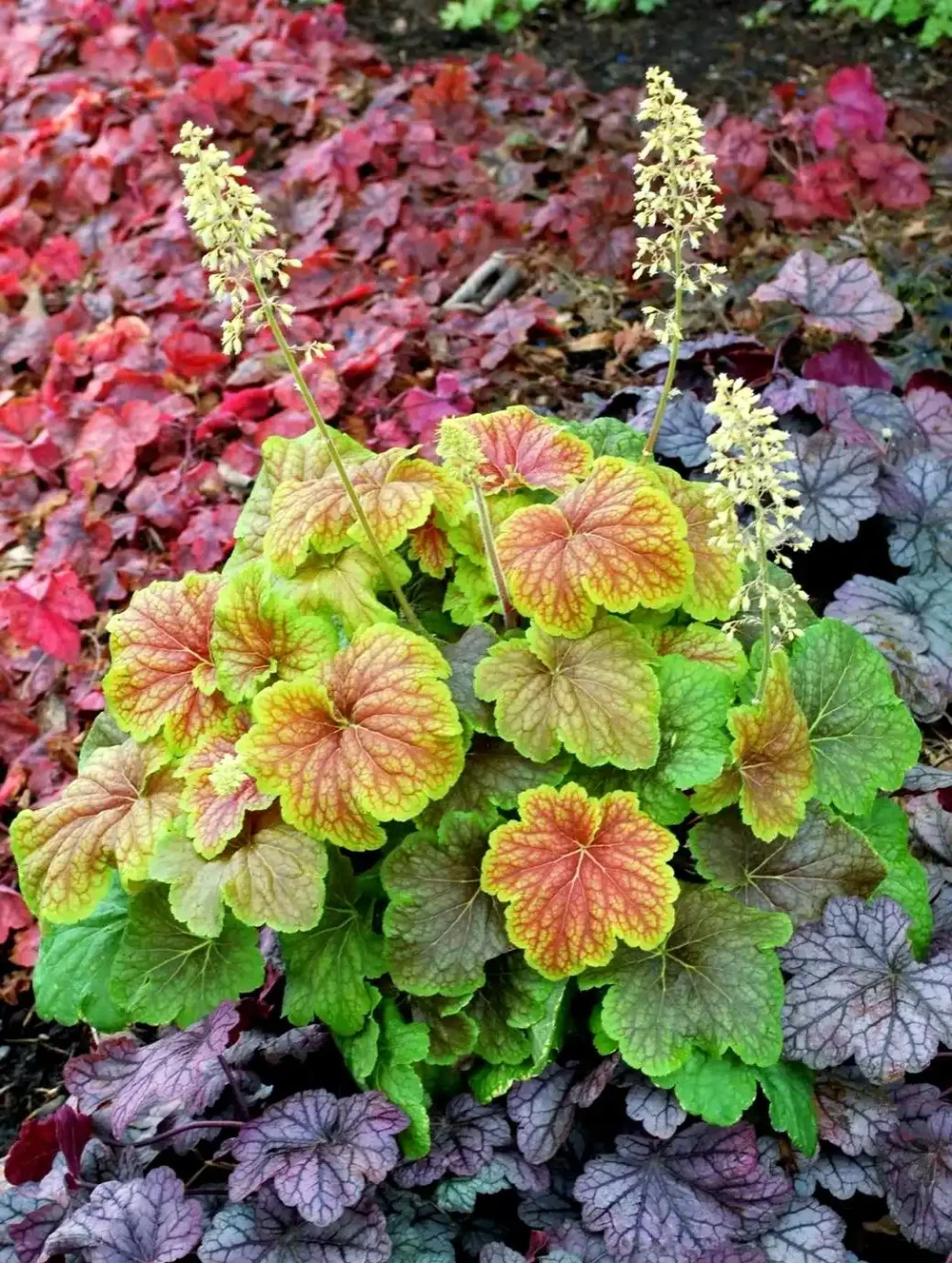 缺光廢花戶救星!5種耐陰「開花彩葉大神」,陰暗角落也能養滿盆