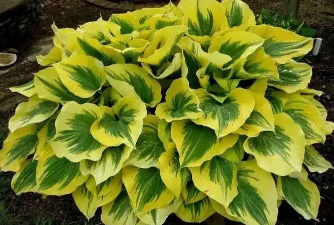 缺光廢花戶救星!5種耐陰「開花彩葉大神」,陰暗角落也能養滿盆