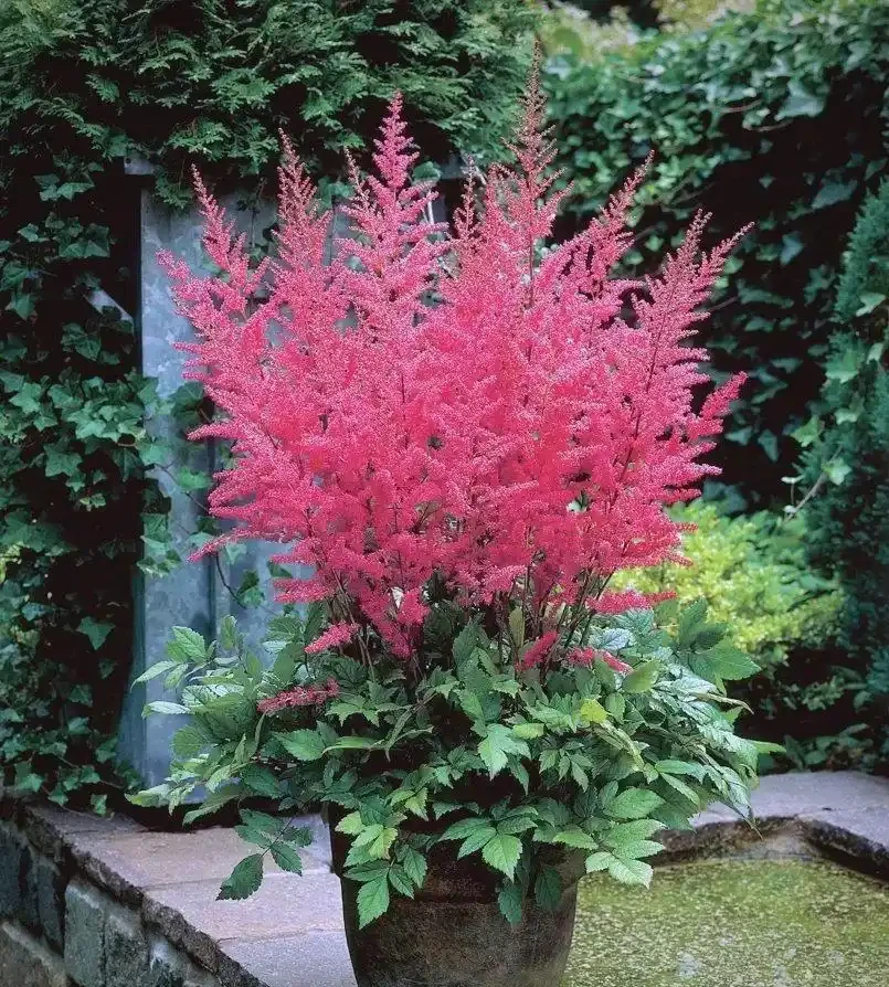 缺光廢花戶救星!5種耐陰「開花彩葉大神」,陰暗角落也能養滿盆