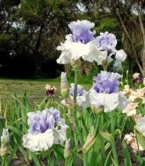 缺光廢花戶救星!5種耐陰「開花彩葉大神」,陰暗角落也能養滿盆