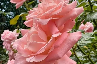 花瓶玫瑰快枯萎？別扔！教你一招起死回生，二次復開超驚豔