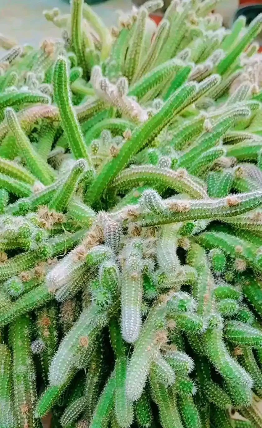 8個仙人指黃葉真相!90%花友都養錯,對症施救快速復綠不腐根