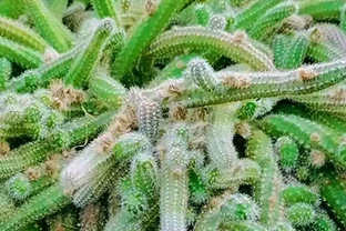 8個仙人指黃葉真相！90%花友都養錯，對症施救快速復綠不腐根