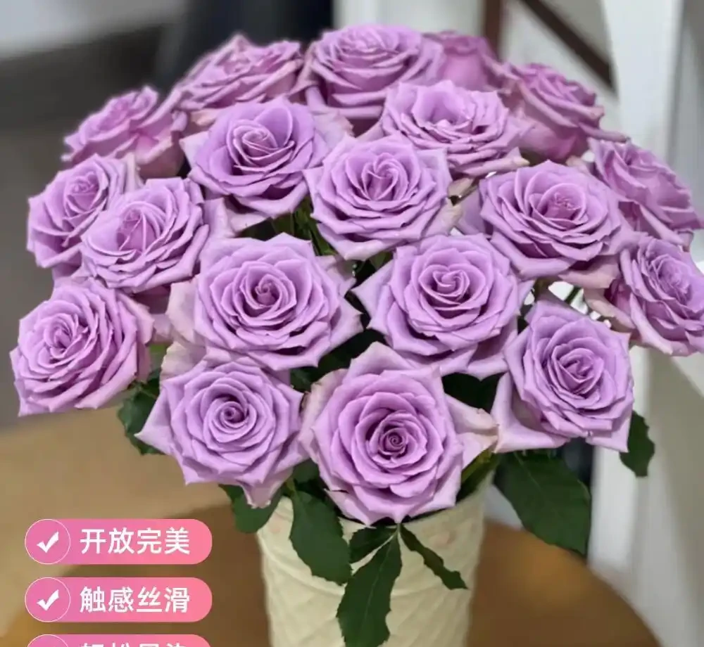 紫色玫瑰品種大揭秘!2026年最值得入手的十大紫玫瑰