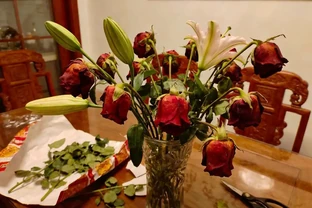 買的鮮花不開花 | 斜剪枝根部加這步 | 花苞齊刷刷綻放